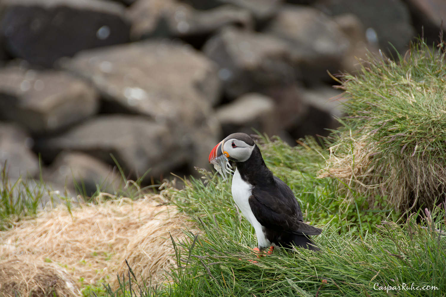 Puffling